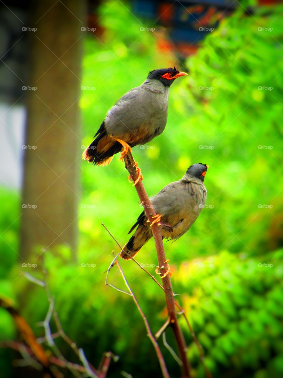 Bank myna (Acridotheres ginginianus) is a myna found in northern parts of South Asia. It is smaller but similar in colouration to the common myna but differs in having a brick red bare skin behind the eye in place of yellow.