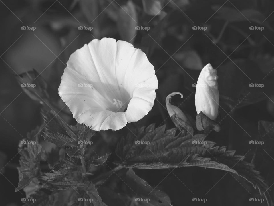 white morning glory flower