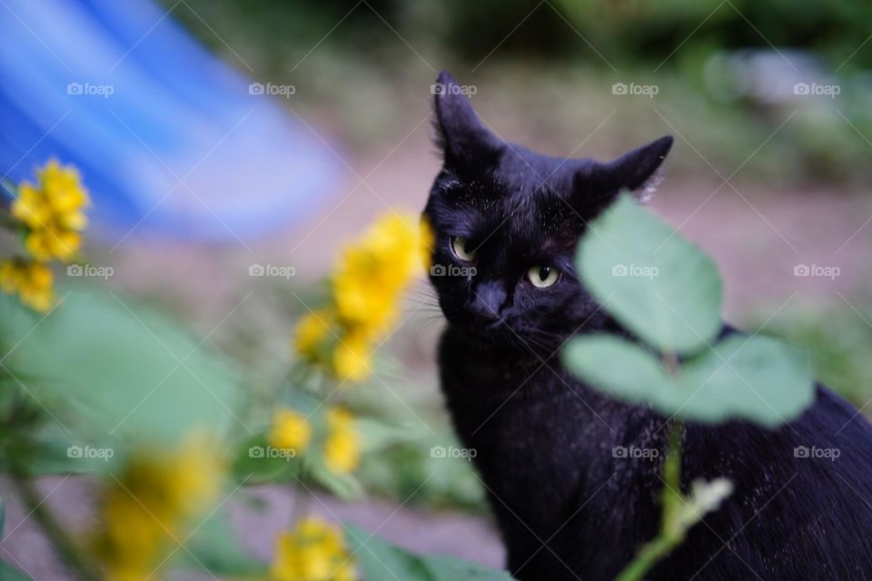 Where’s the chicken, human?