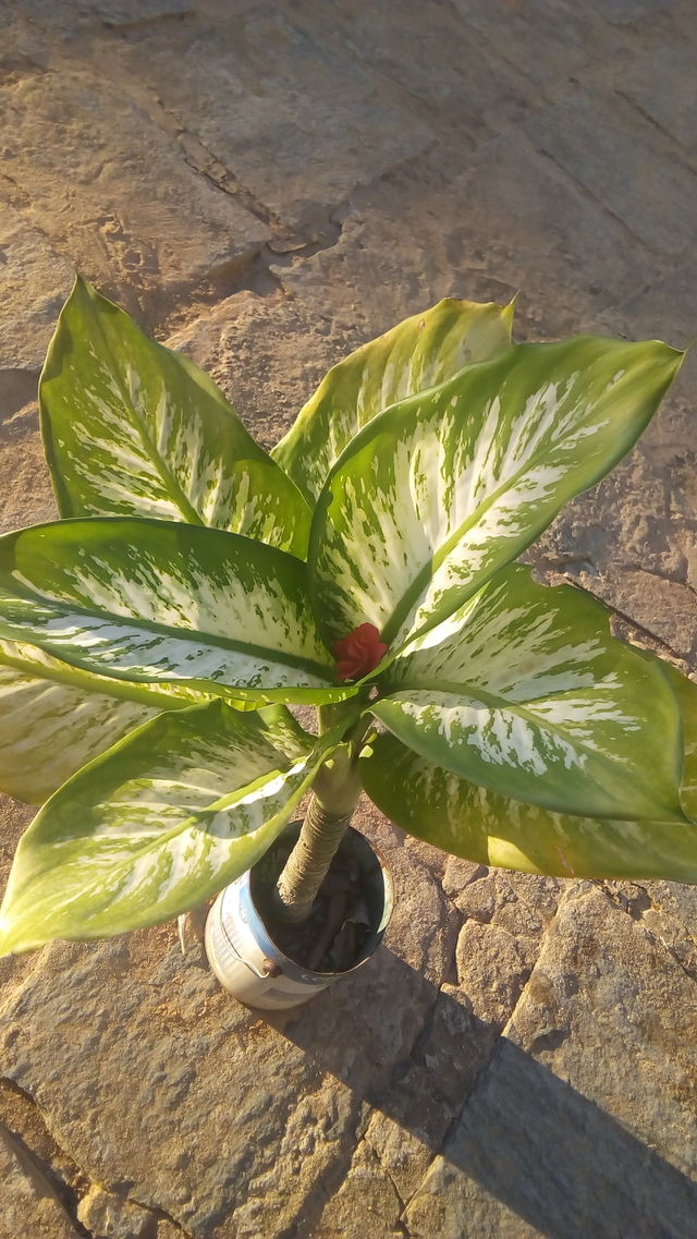 lindo