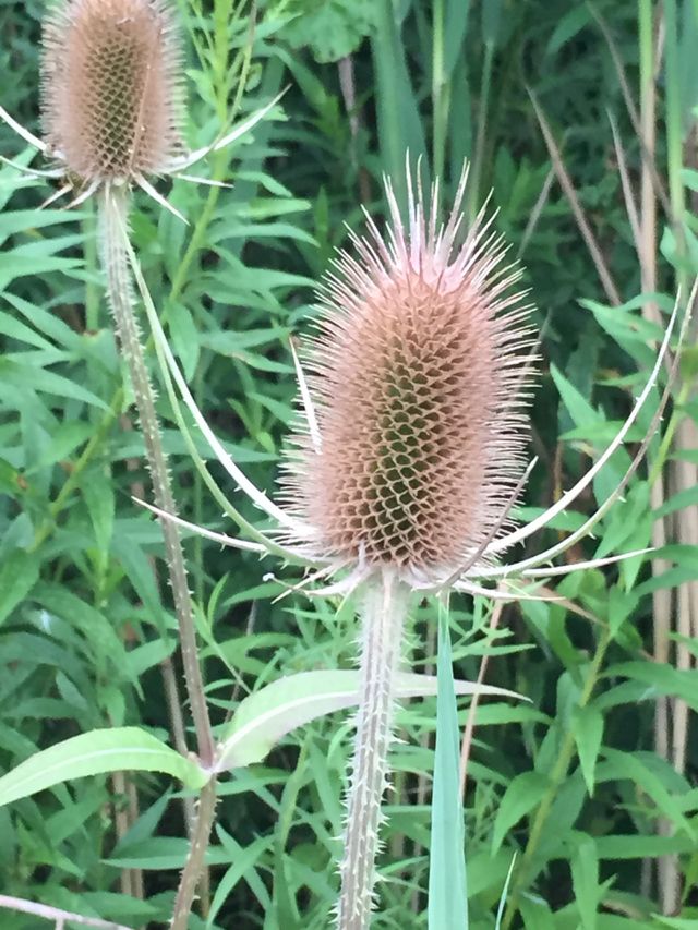 Wildflower 