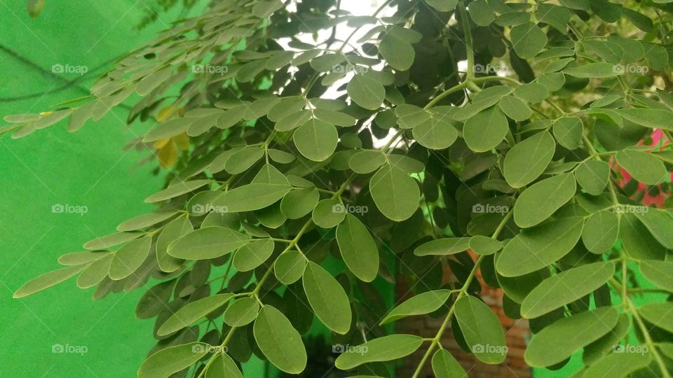 A beautiful leafs in the tree.