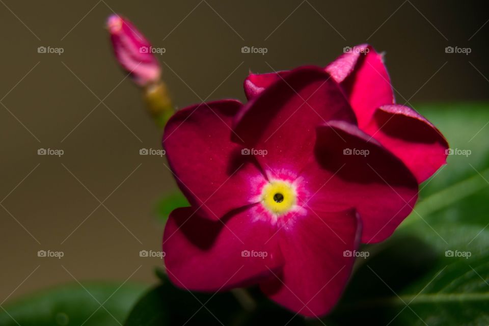 I am truly awed by that red and rosy flower