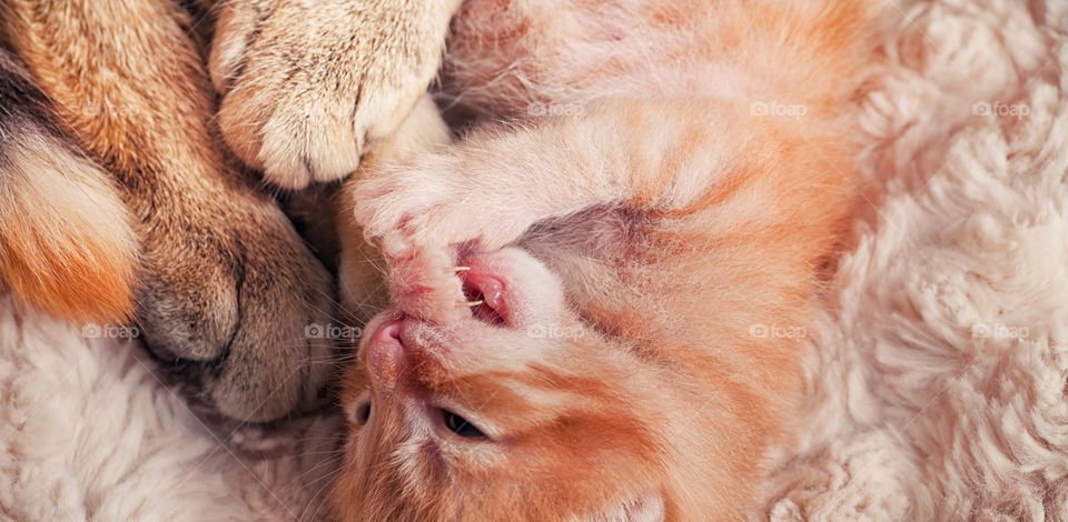 Red tabby newborn kitten portrait with his mother cat