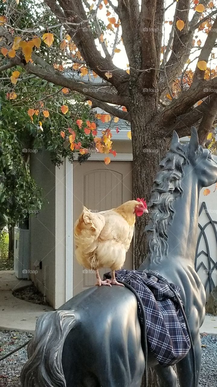 chicken on horse statue