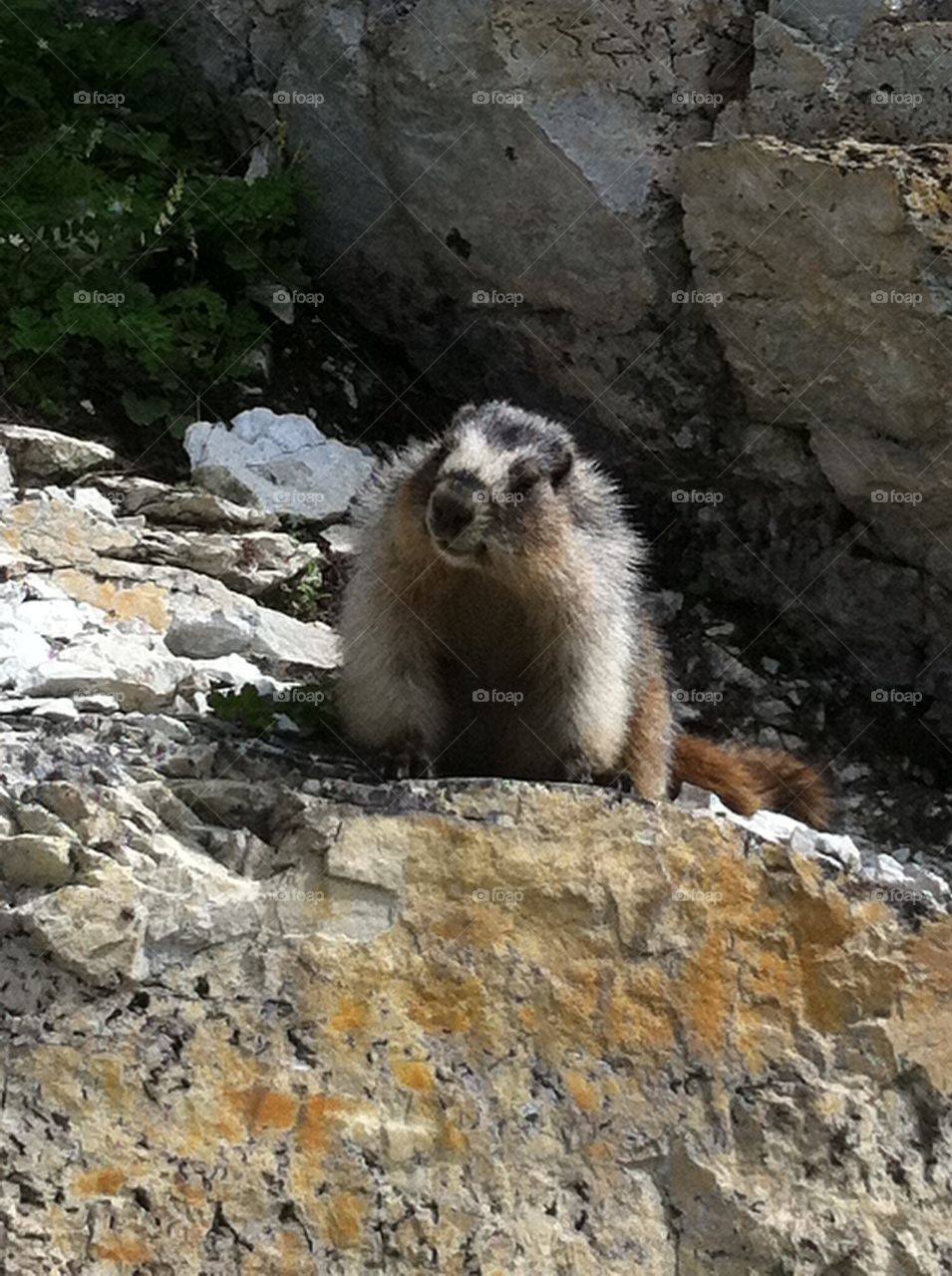 Marmot