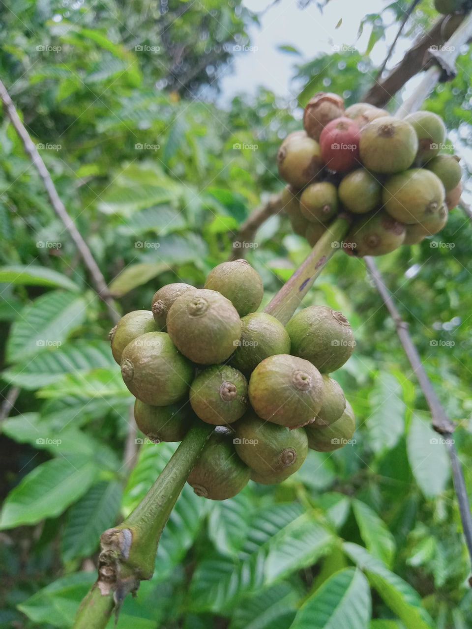 raw coffee in my garden.