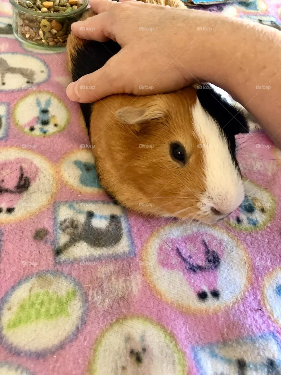 Very chill relaxed Guinea pig 