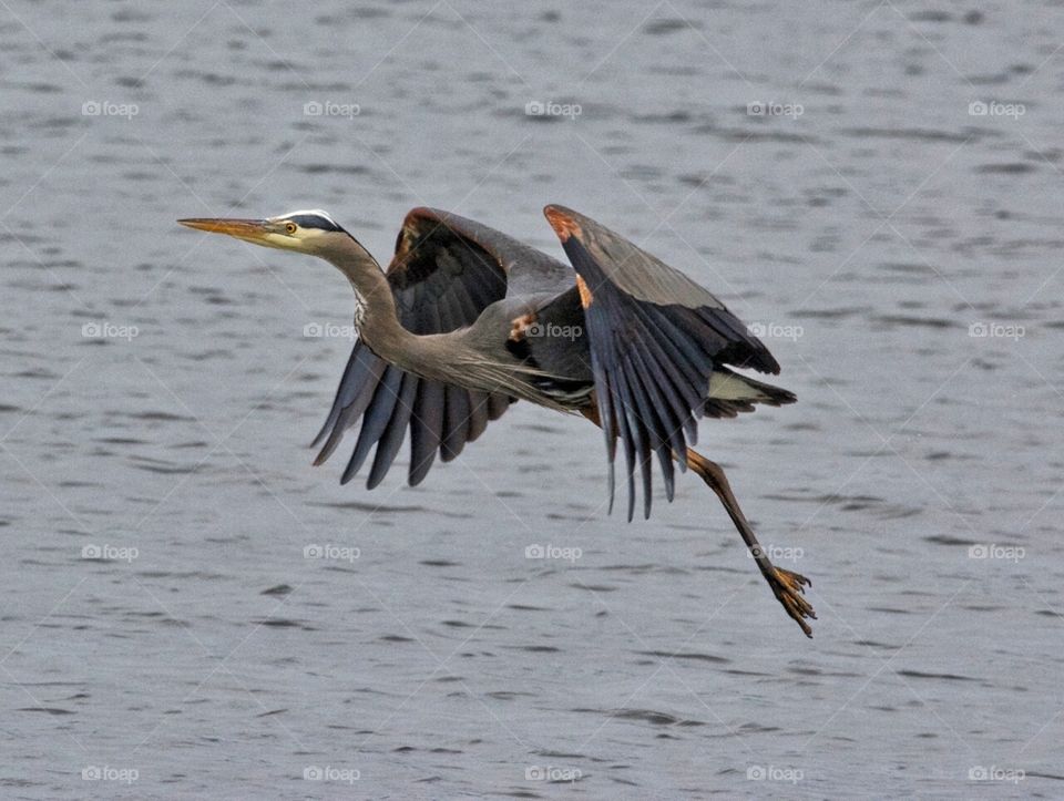 Great Blue Heron in flight