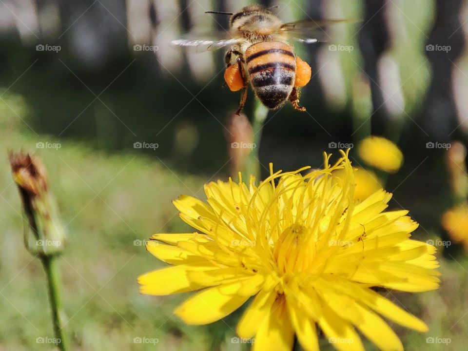 Bee flying