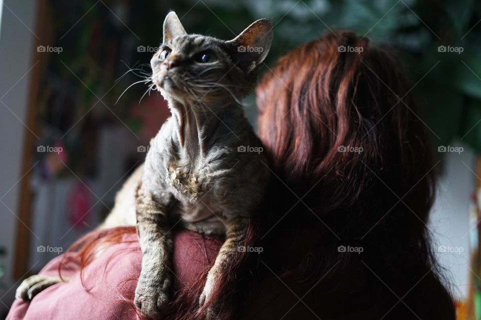 Devon Rex