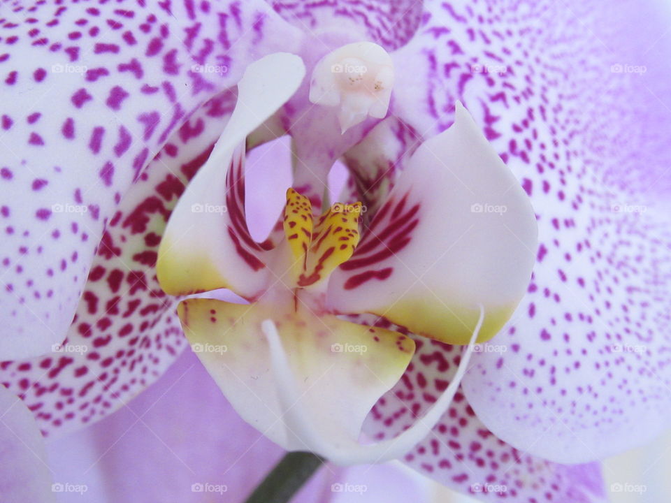 delicate orchid