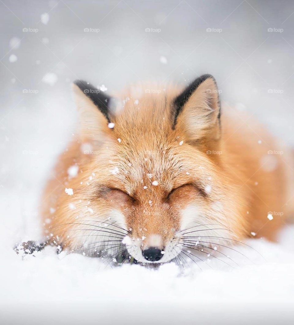 The wolf is the largest extant member of the Canidae family, and is further distinguished from coyotes and jackals by a broader snout, shorter ears, a shorter torso and a longer tail. It is slender and powerfully built, with a large.