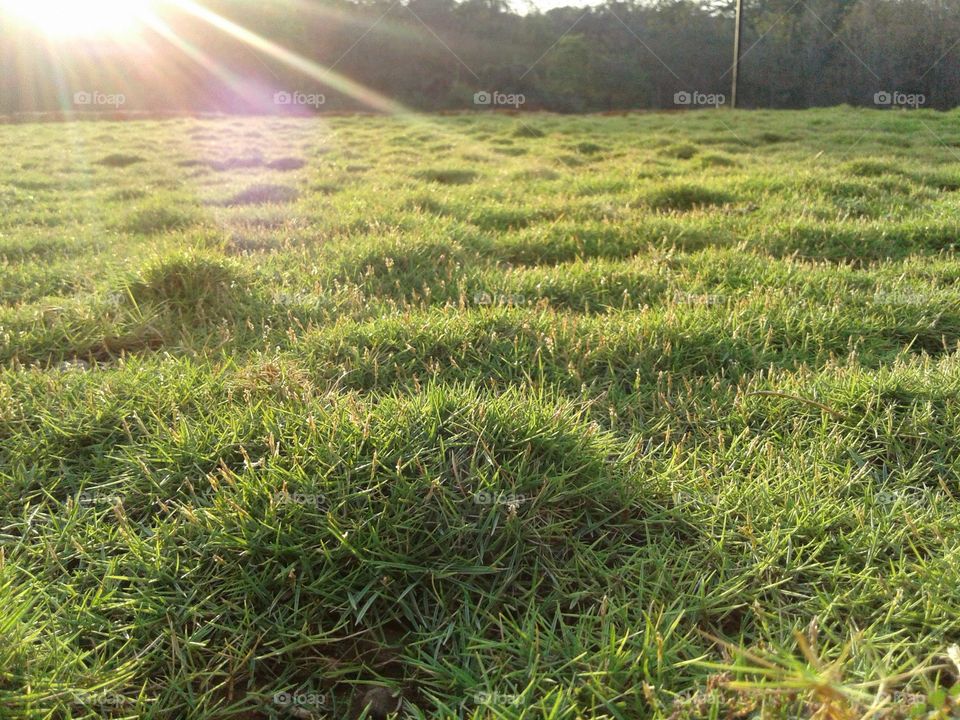 green grass grows in sunlight rays