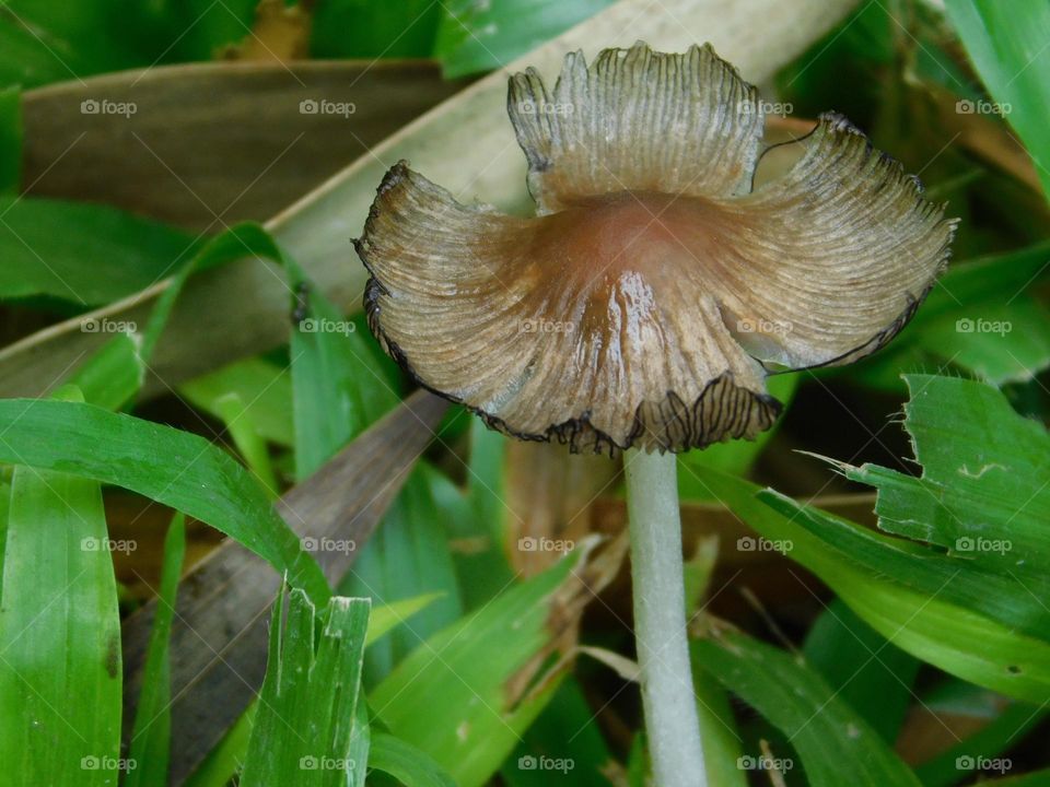 Hongo \ Mushroom