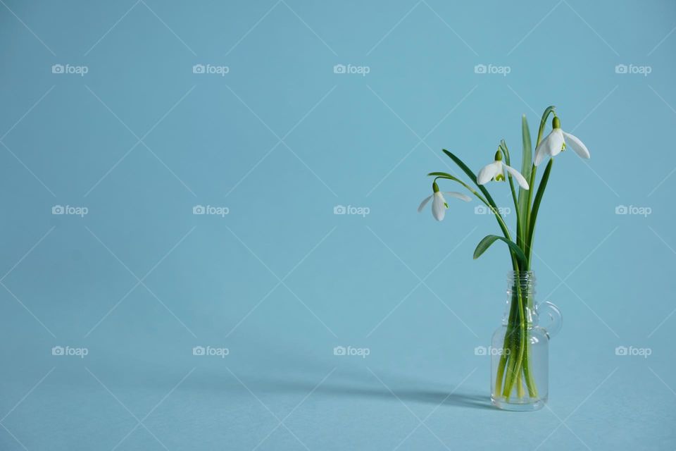 Snowdrops on a blue background in minimalism style