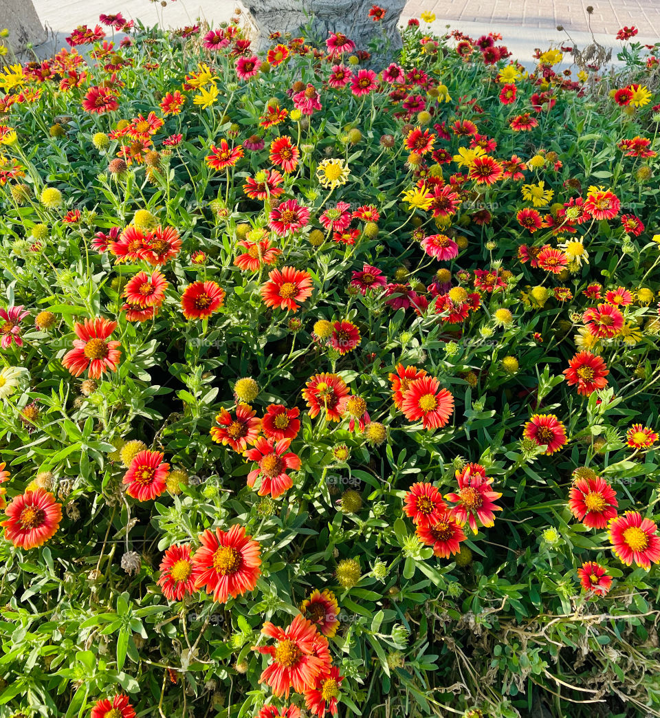 Gaillardias 