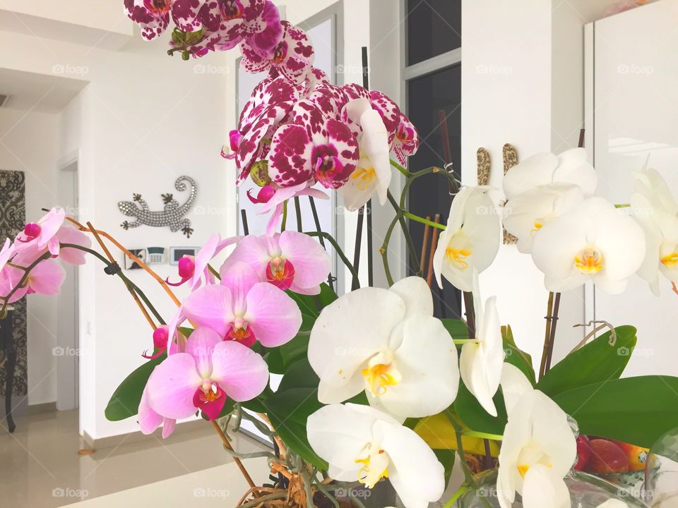 Blooming Orchids 