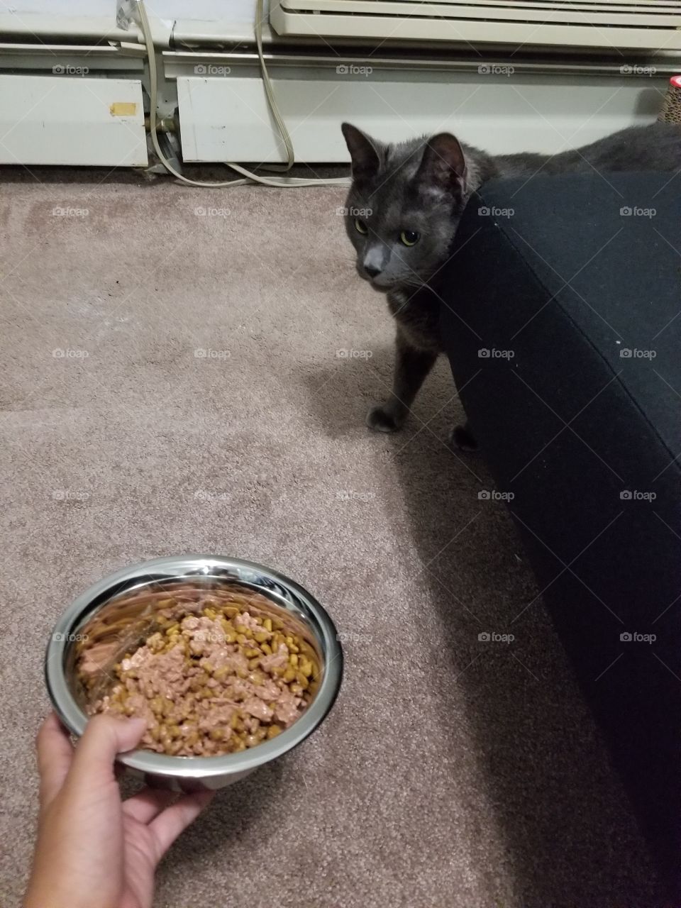 Giving food to cat Tom