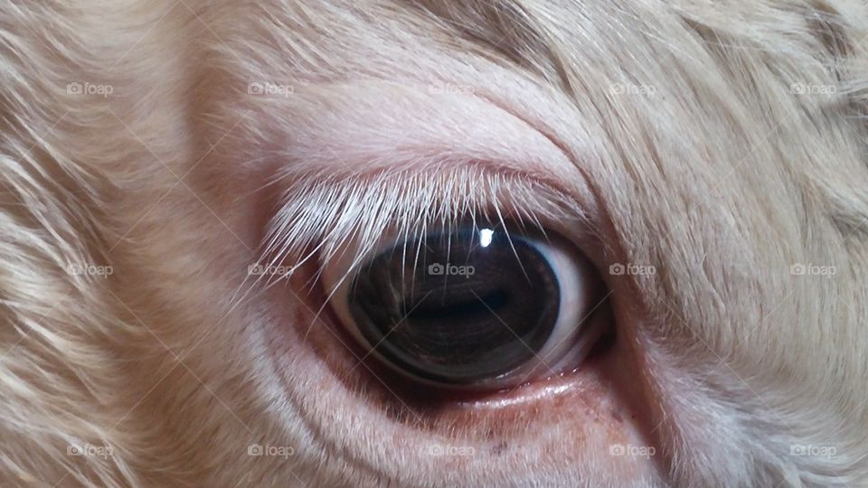 Cow ' s eye