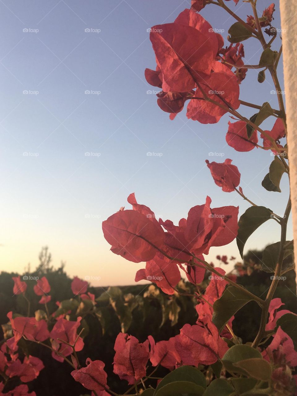 Bougainvillea on morning sky