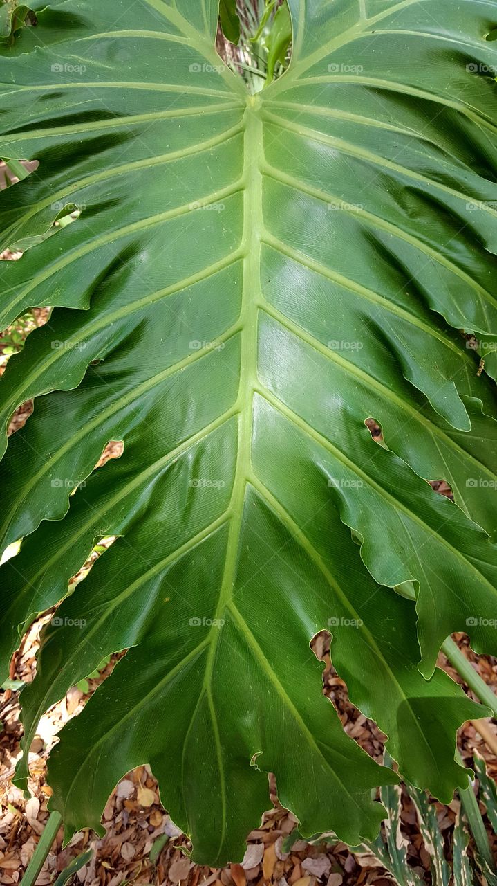 leaf