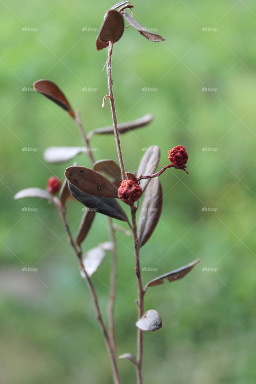 Dry plant, strowberry, Dry grass treatment natural product  natural vitamins and herbs. lingonberry tea. Dry, warm background, nature, naturalness, useful, rare grass брусника травы лечебные