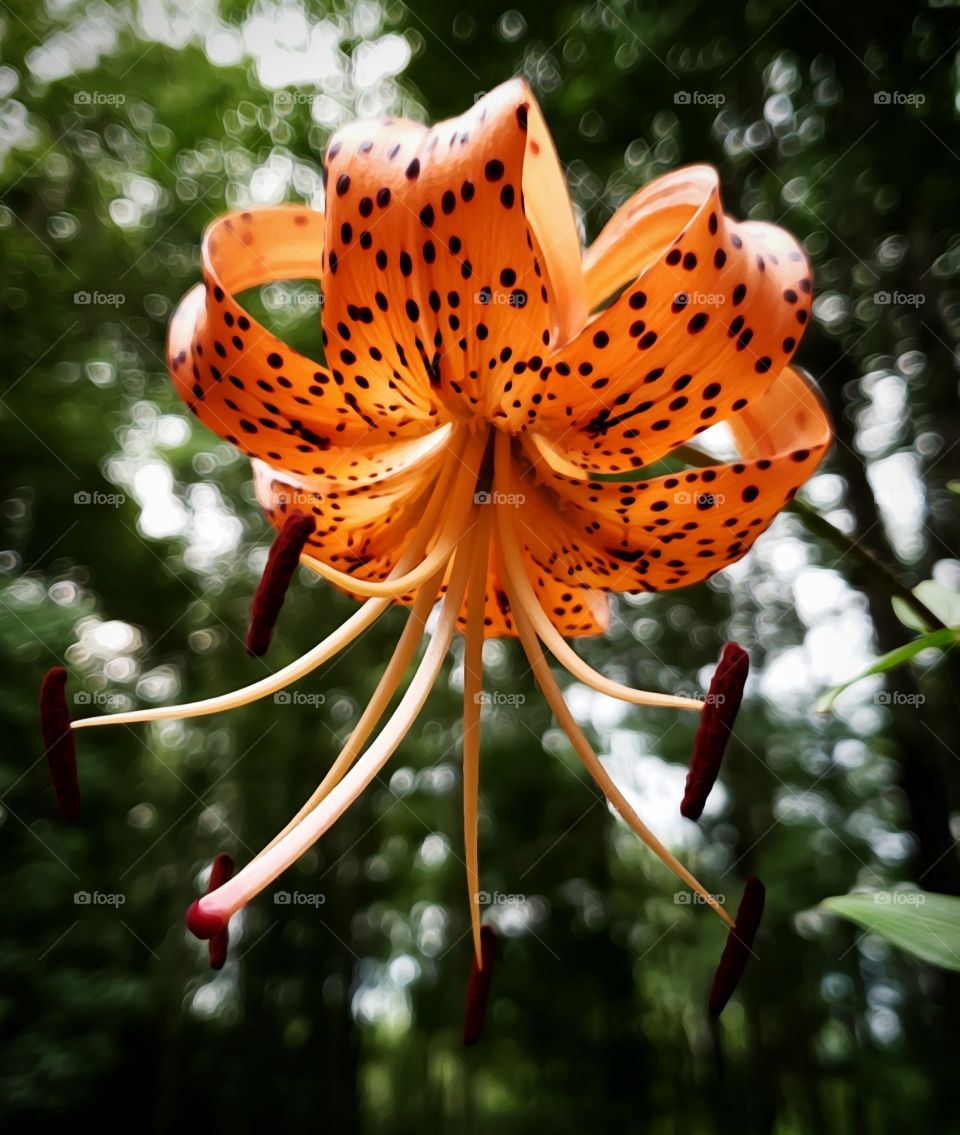 Orange tiger lily flower with pretty spotted petals growing in the woods this summer