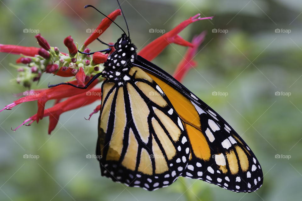 Monarch on pineapple sage