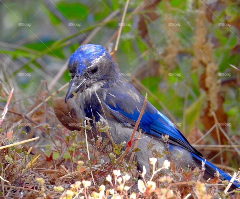Scrub Jay