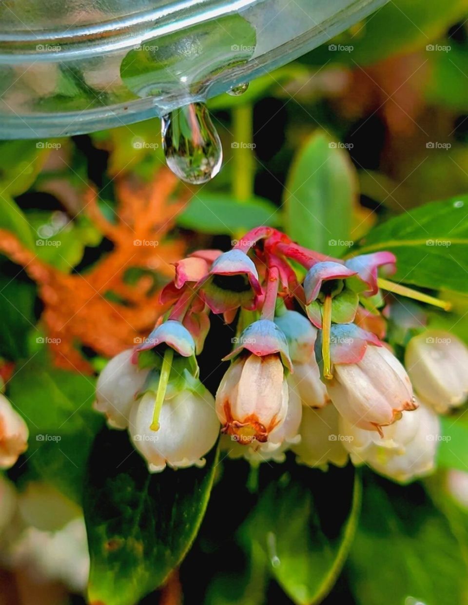 the last drop of water is for the Blueberries