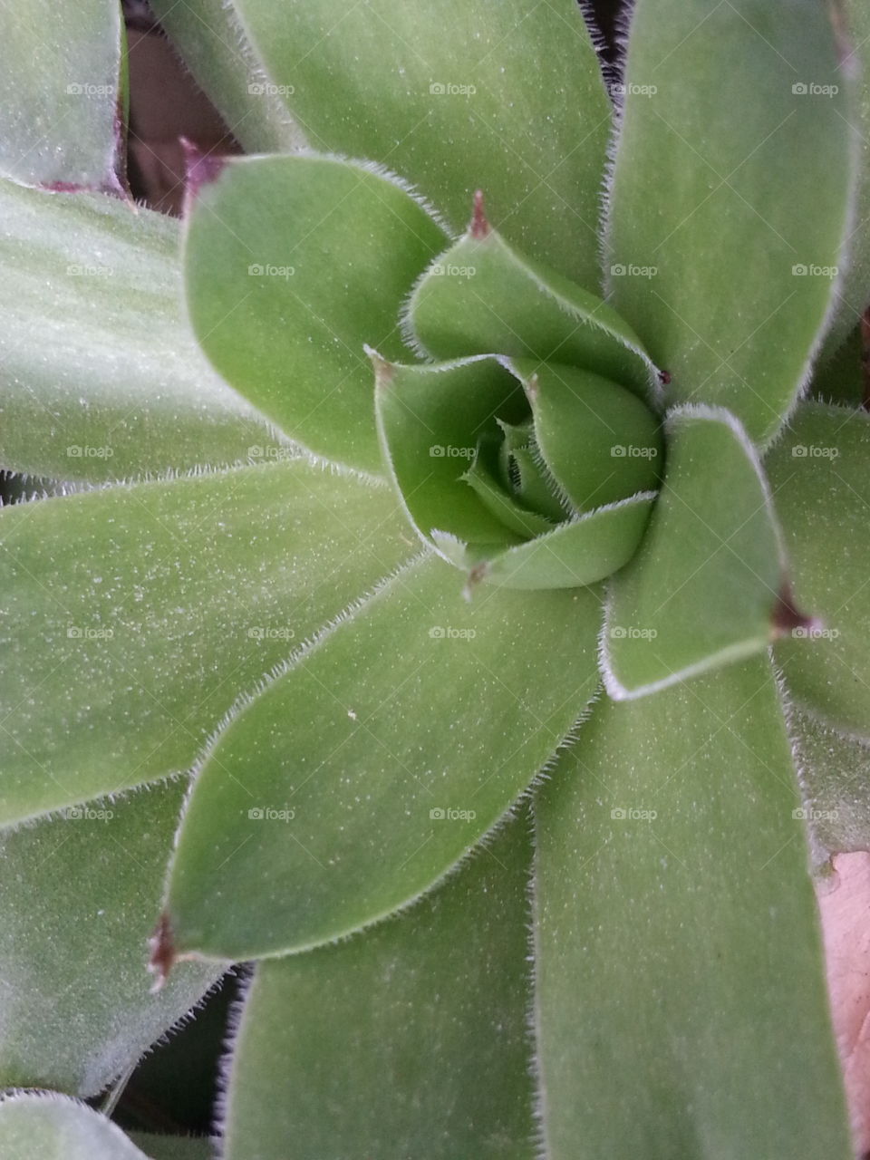 succulent
