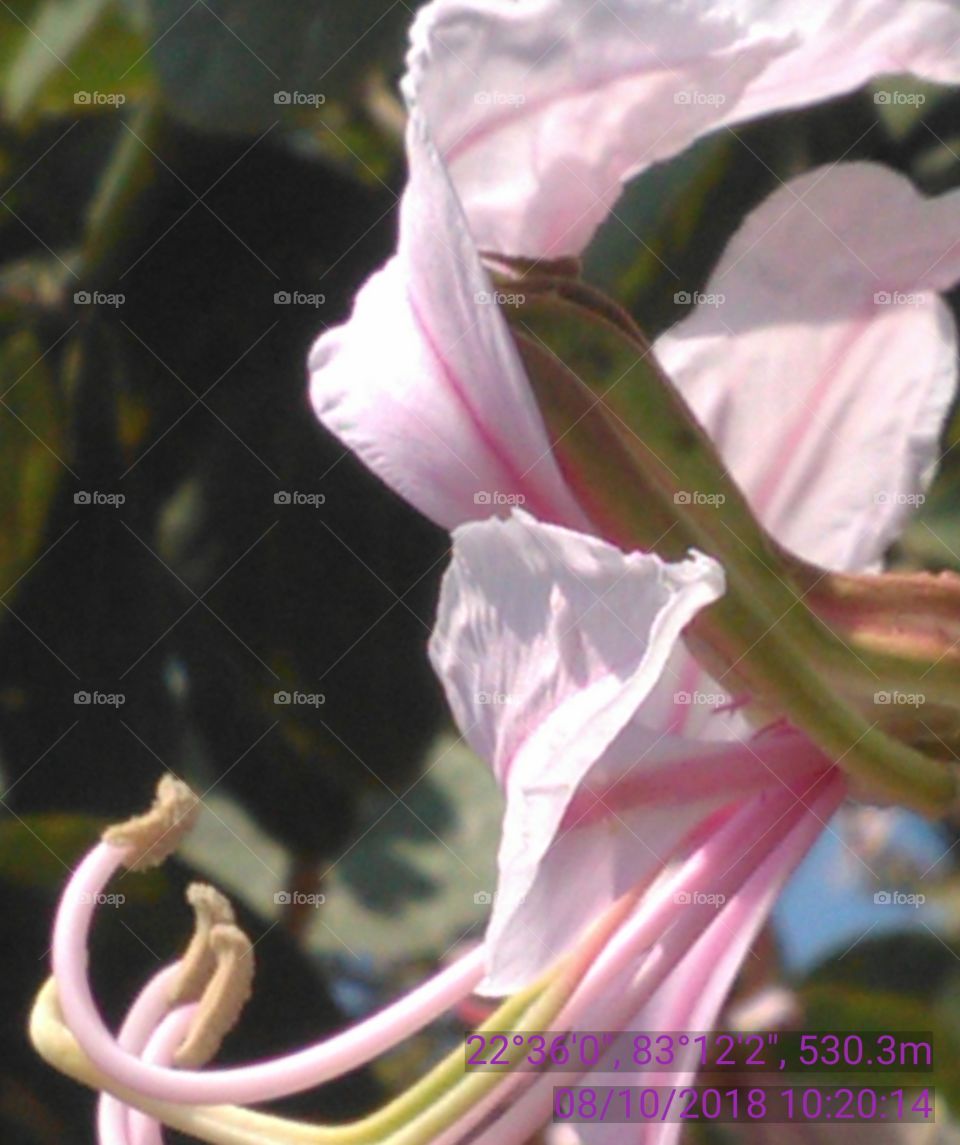 this is a very nice flowers of this session.