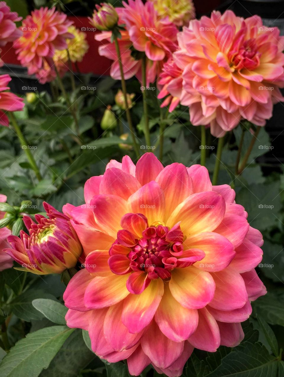 This flower has really stolen my heart in one look. 