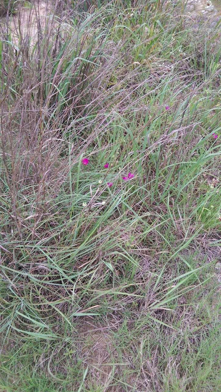 Grass, Flora, Nature, Field, Summer