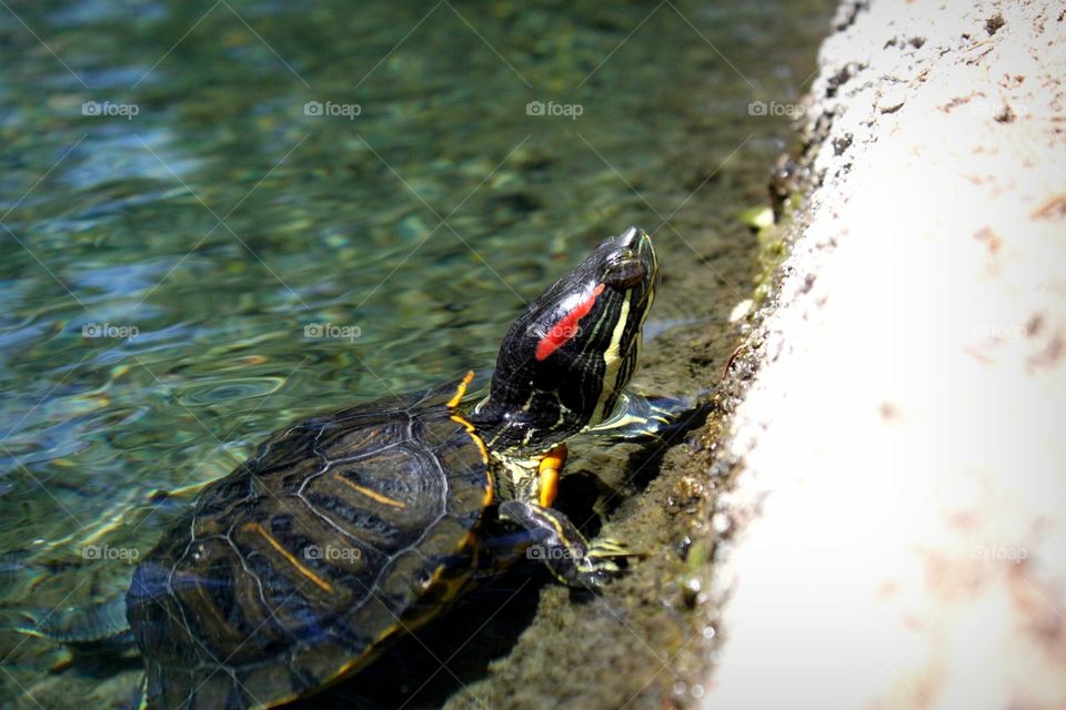 I like turtles. A turtle coming ashore, Laguna lake, CA