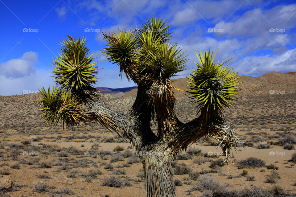 Joshua Tree