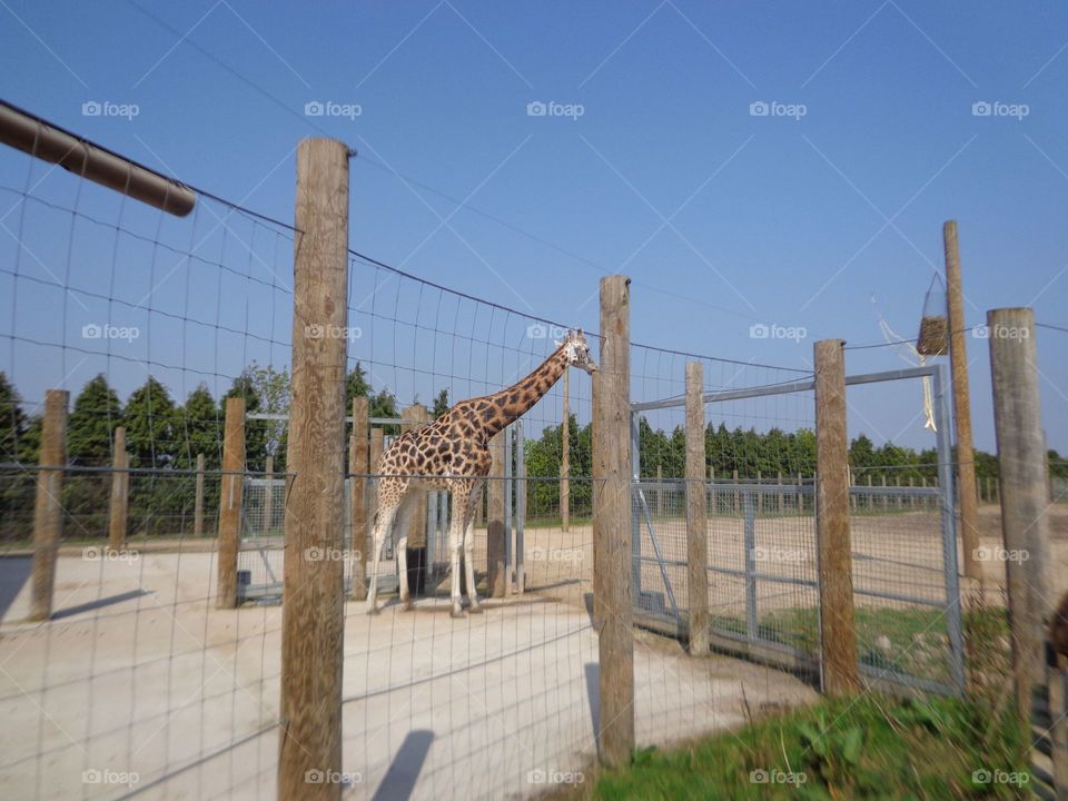 Twycross Zoo Giraffe