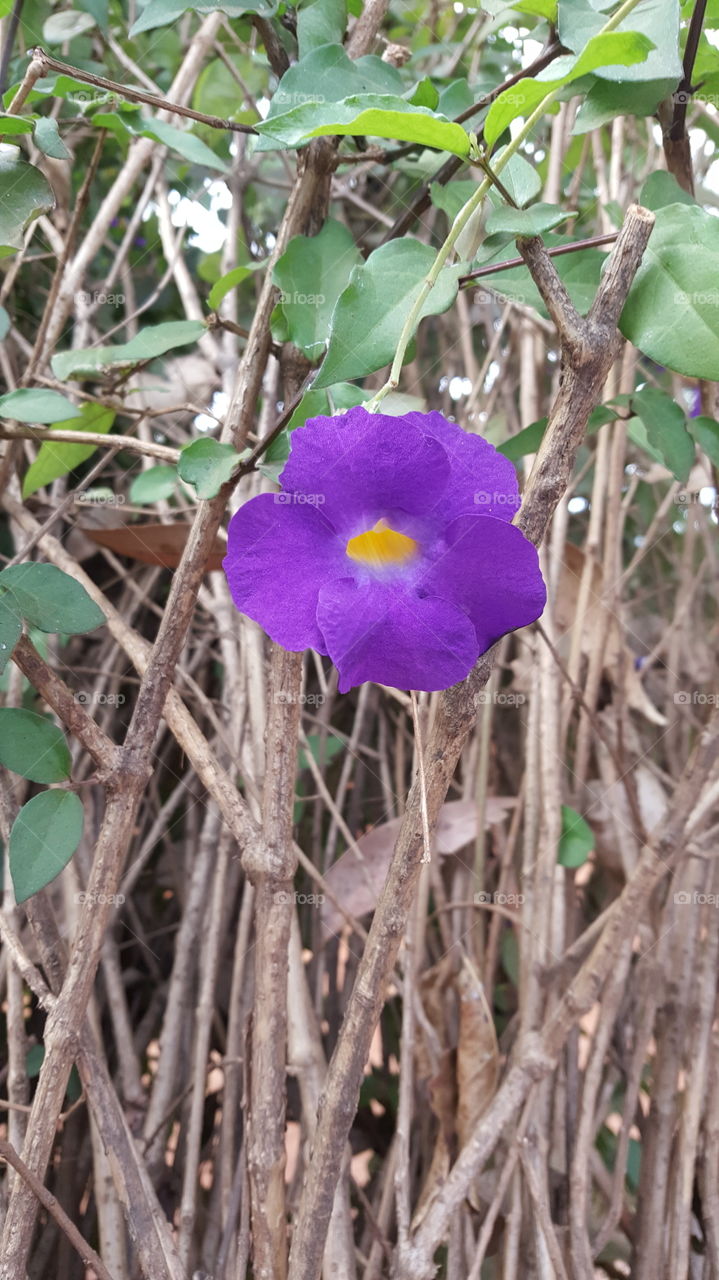 Floral Purple Pop