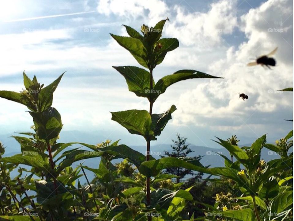 Flight of the bumblebee