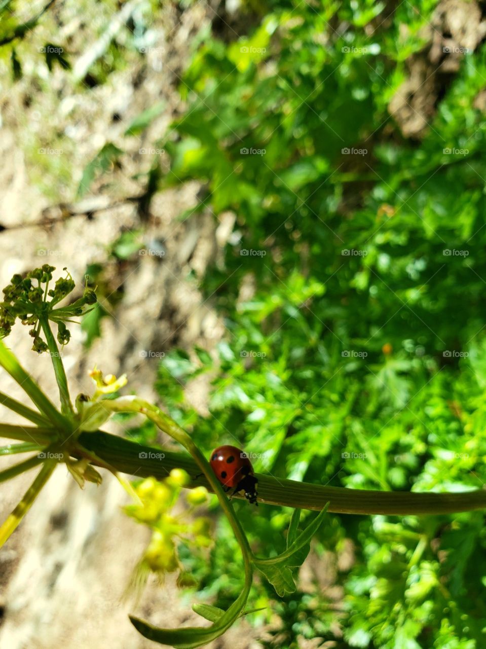 lady bug