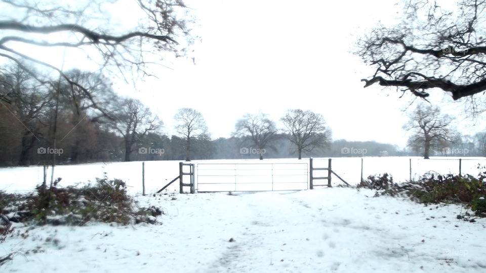 Winter, Tree, Snow, Weather, Landscape