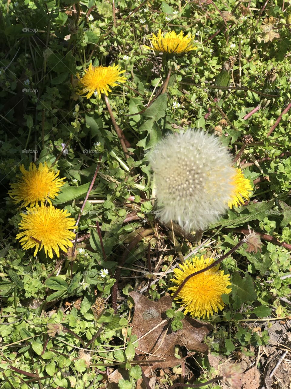 Dandelions on a spring day