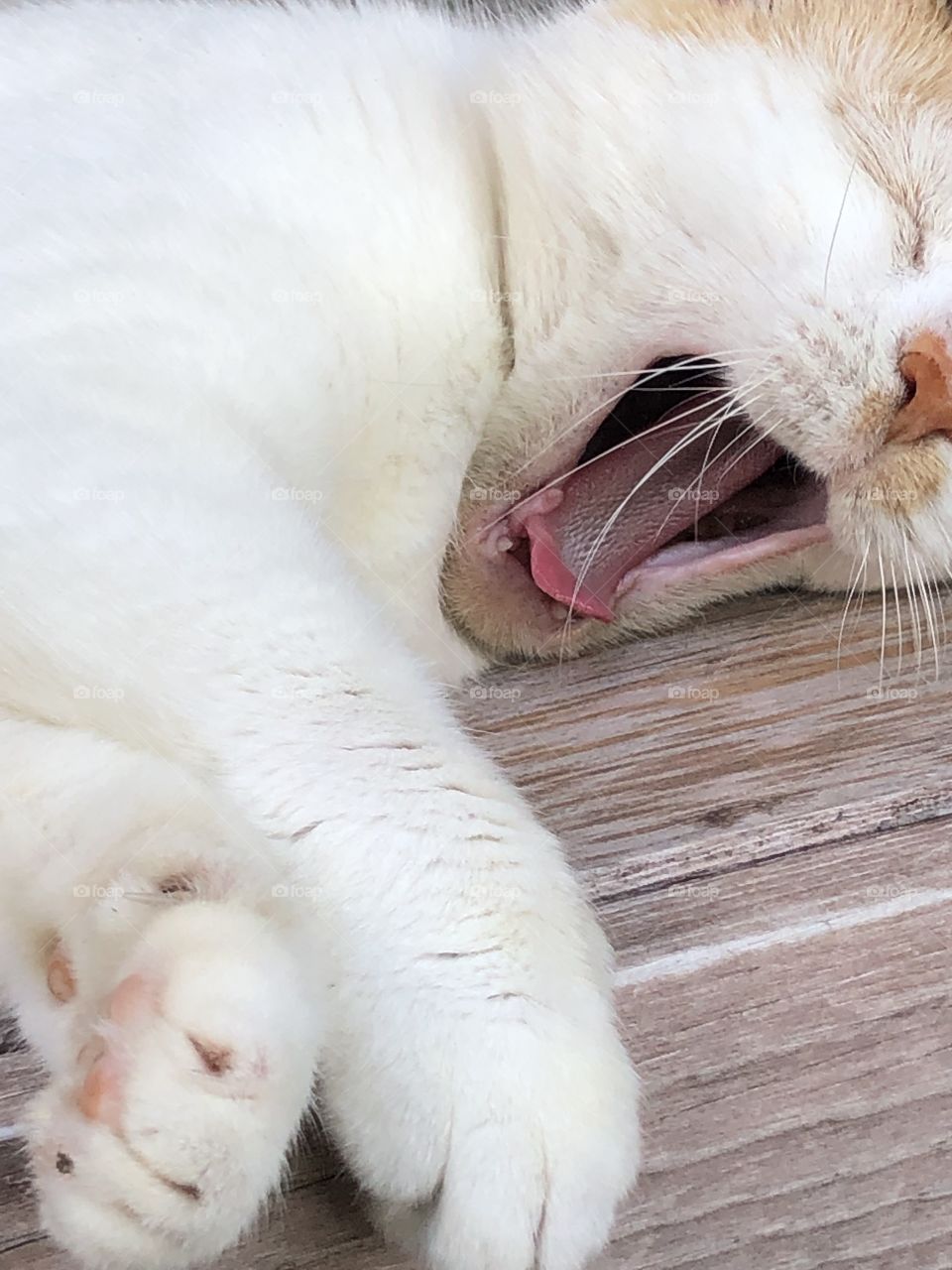 Yawning kitty