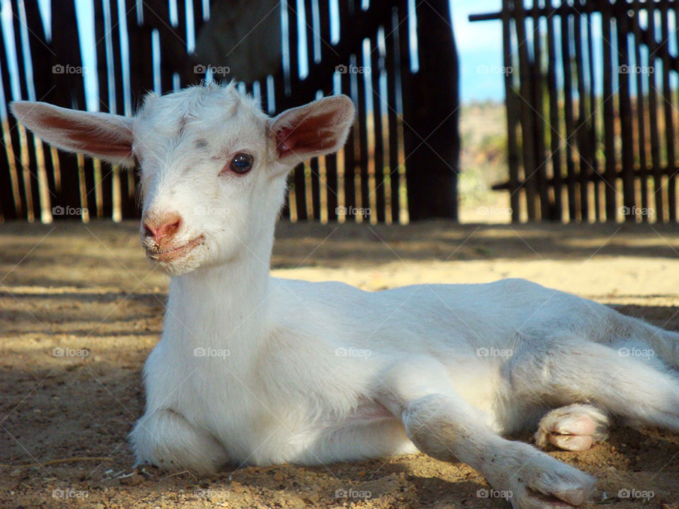 Cute baby goat