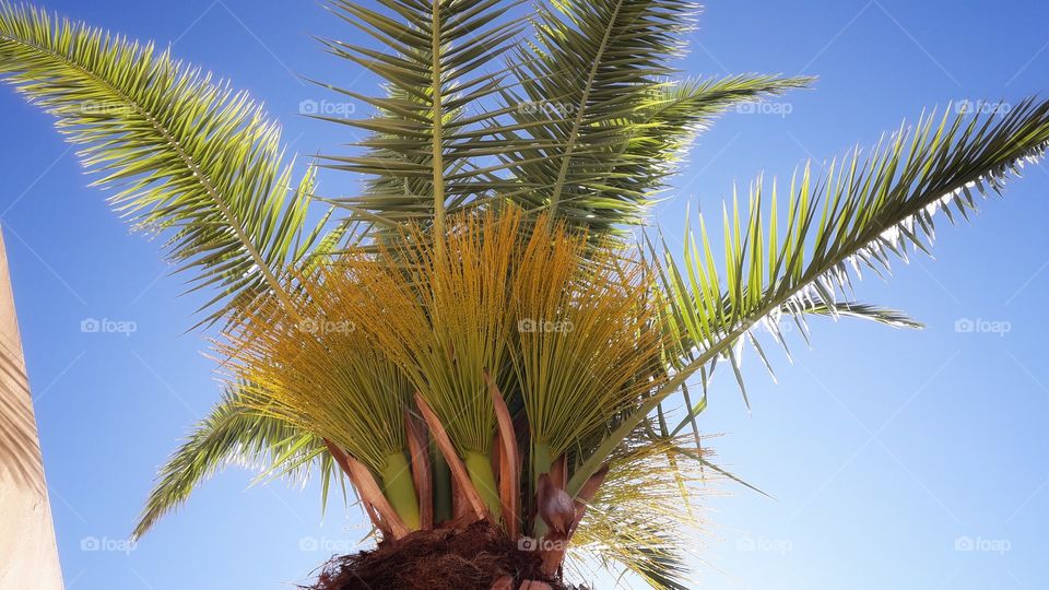 Palm