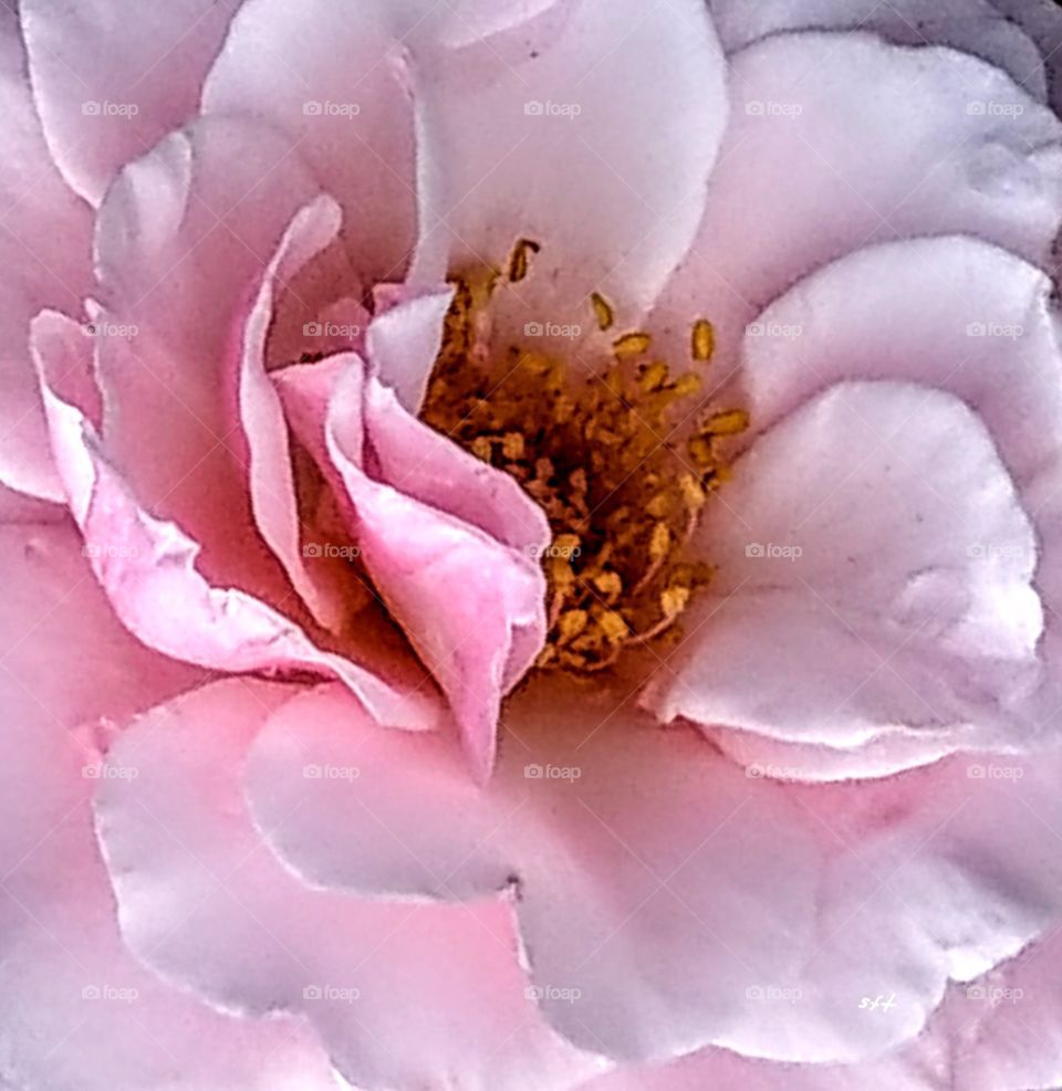 The beautiful pink rose looks like a face  of woman in love, her face has a happy and bright smile, also has a woman mature charm.