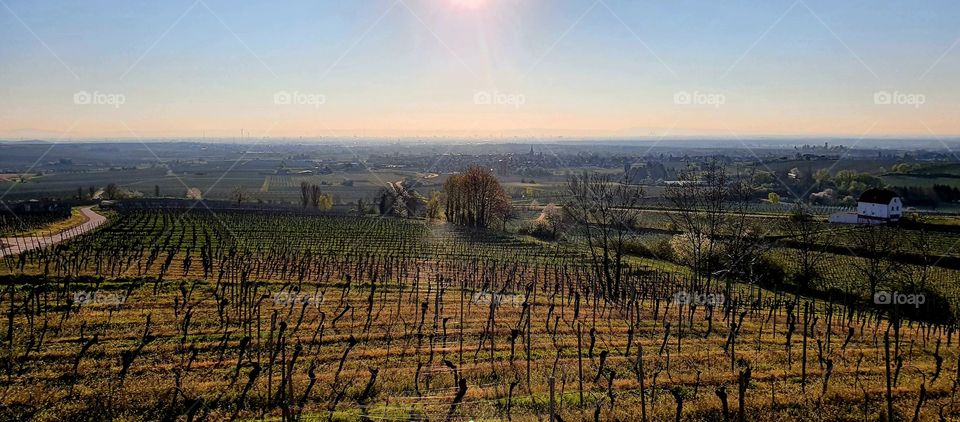 Weinberg in Rheinland-Pfalz
