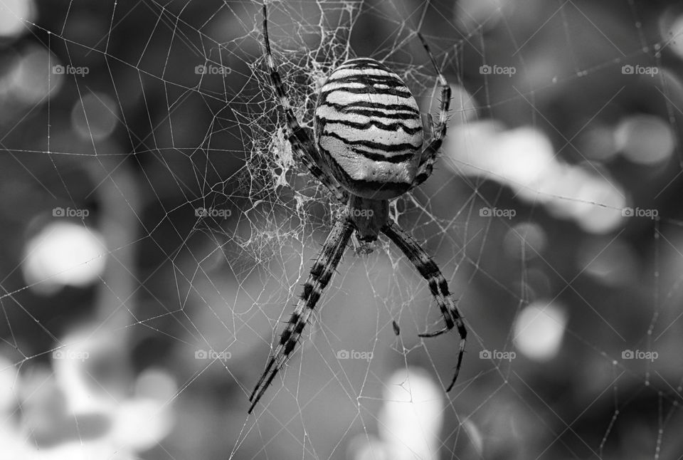 spider