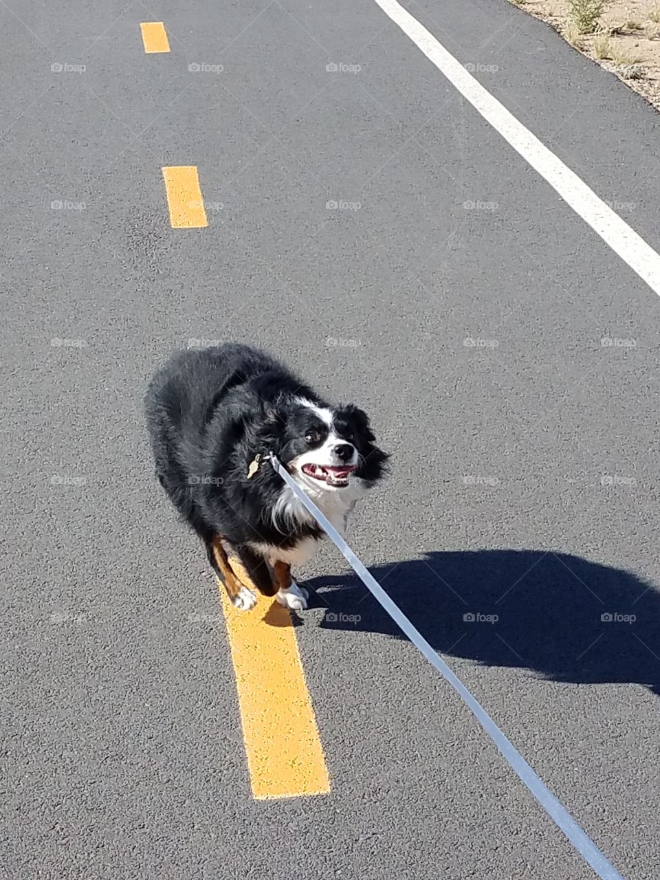 Dog loves his walks
